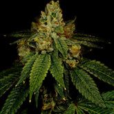 π Girl Scout Cookies Seeds (100% off)